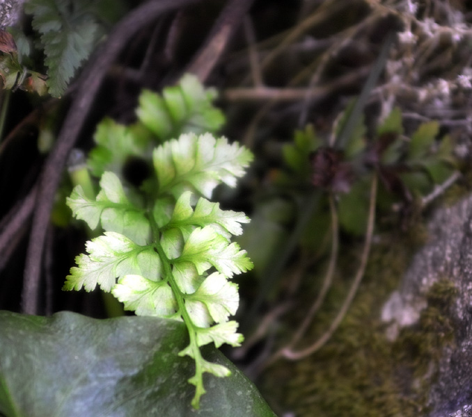 Asplenium cfr. adiantum-nigrum